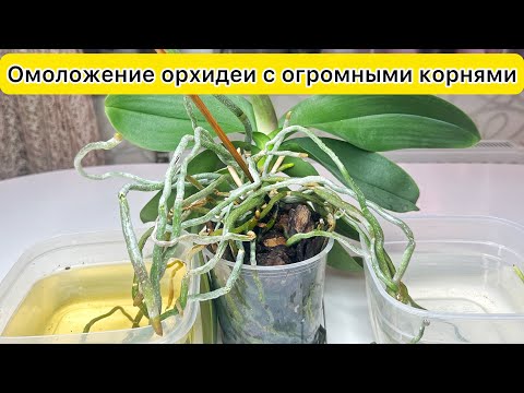 Видео: ОМОЛОЖЕНИЕ орхидеи с огромными корнями ОБРЕЗАТЬ верхушку орхидеи и посадить