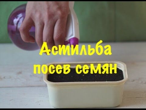 Видео: Астильба.  Астильба посадка и уход . Астильба посев семян.