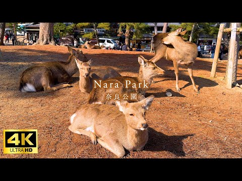 Видео: 【4K Japan Walk】Прогулка по парку Нара, популярному месту среди иностранных туристов.