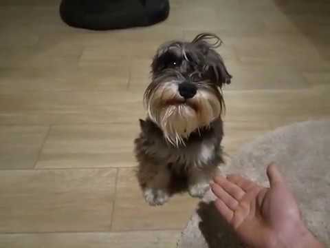 Видео: Тайк один дома - 2 возвращение шкодного цвергшнауцера!