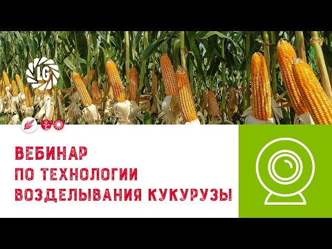 Видео: Вебинар по технологии возделывания кукурузы / Практический опыт Лимагрен