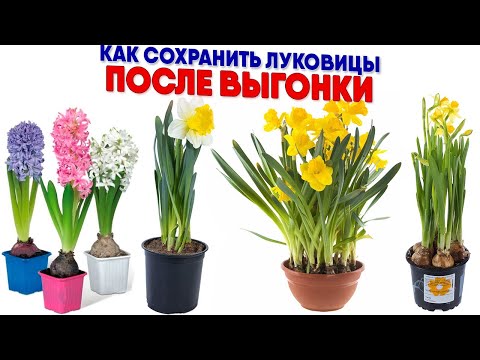 Видео: Как сохранить луковицы после выгонки