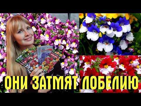 Видео: ЗАТМИТ ЛОБЕЛИЮ! Цветов БУДЕТ МОРЕ! Можно сеять СРАЗУ В ОТКРЫТЫЙ ГРУНТ!