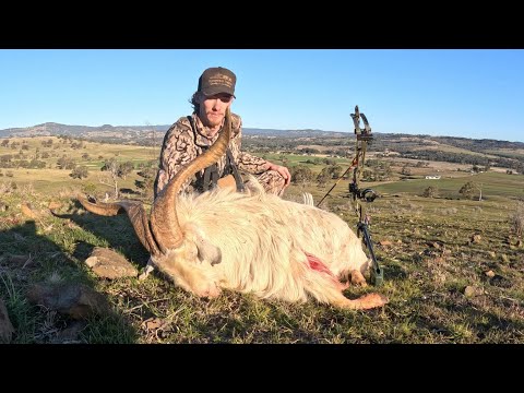 Видео: Охота с луком на коз и свиней в горах. (Охота с луком в Австралии).