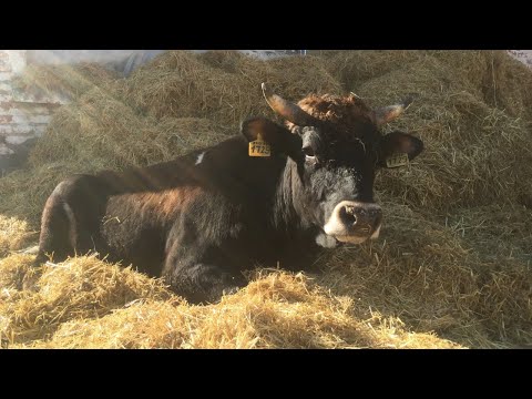 Видео: Спроси у ветеринара... О пневмонии телят