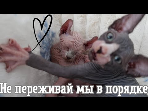 Видео: Ответ хейтерам /Котята шлют привет!