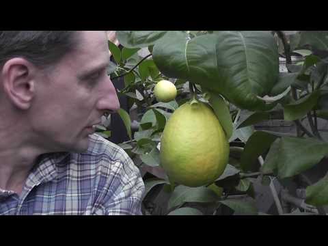 Видео: Citrus sp. Цитрус "Крылья Таиланд"