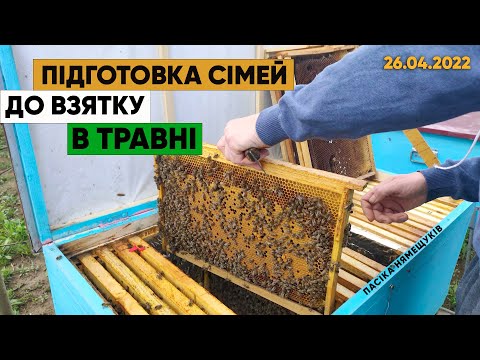 Видео: Розширення сімей! Підготовка до взятку.