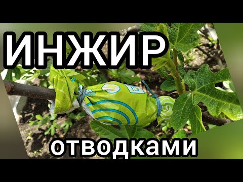 Видео: ИНЖИР воздушными отводками.