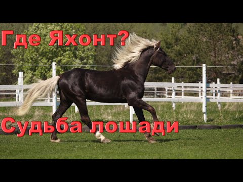 Видео: Что стало с Яхонтом. Судьба лошади.