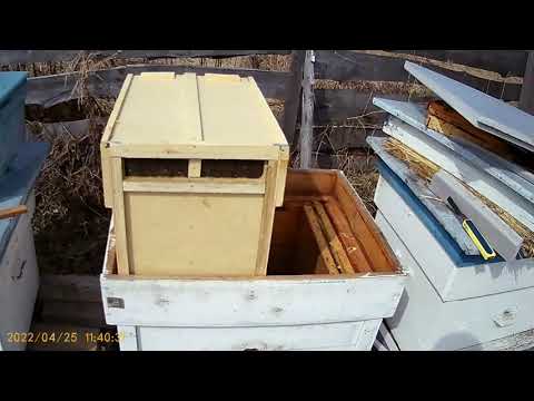 Видео: Покупка пчелопакетов из Узбекистана . Распаковка пересадка .
