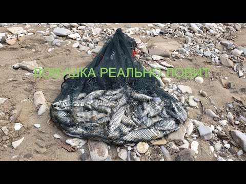 Видео: Ловушка на рыбу  "Зонтик" с Китая. Реально ловит