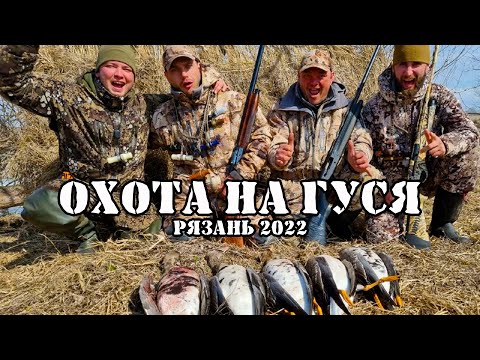 Видео: Охота на гуся 2022 Рязань/Новый рецепт гусь Шанго