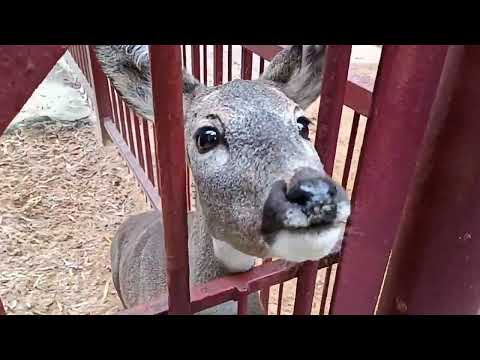 Видео: Липецк 18 10 2025 зоопарк  Очень здорово!!!! !!