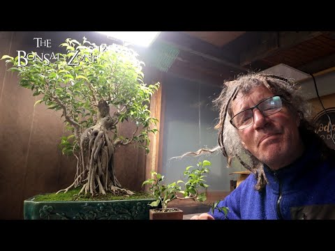 Видео: Планы на будущее для FrankenFicus, Зона бонсай, октябрь 2025 г.