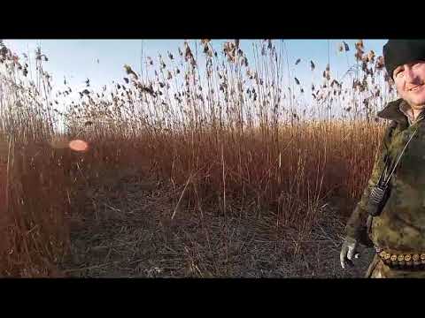 Видео: Удачная охота с гончими в новым году