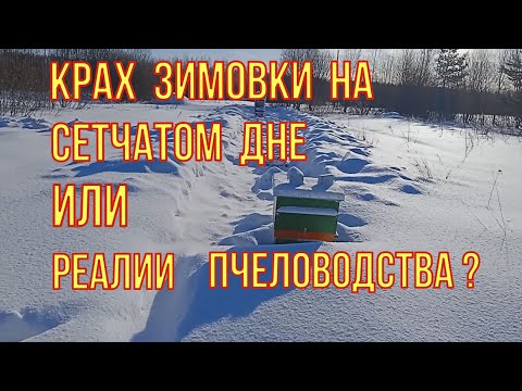 Видео: Слабонервным не смотреть! Реалии расхода при зимовке пчёл на сетчатом дне. Расход корма за февраль.