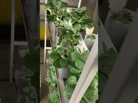 Видео: 8е марта. Клубничная ферма. На 144 растения. Наблюдение роста.