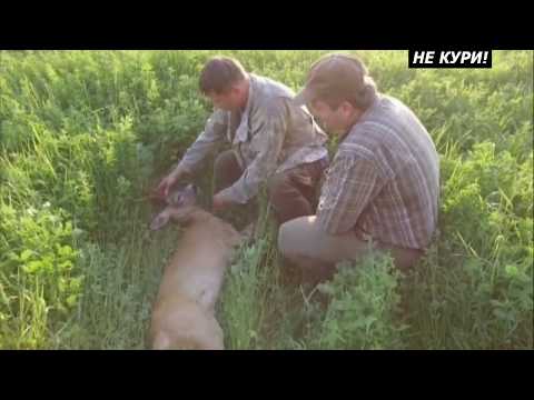 Видео: Трофейная охота в Белоруссии. Охота на самца косули . 2018