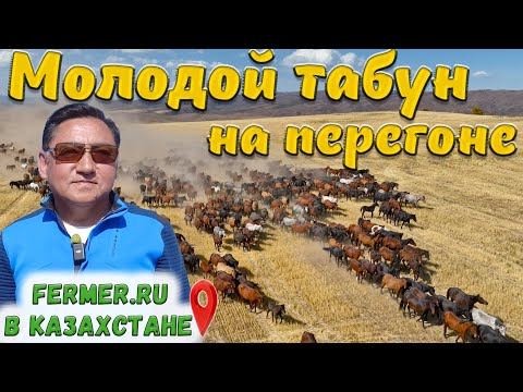 Видео: Традиции табунного коневодства Казахстана. Перегон лошадей с джайляу на осенние пастбища.