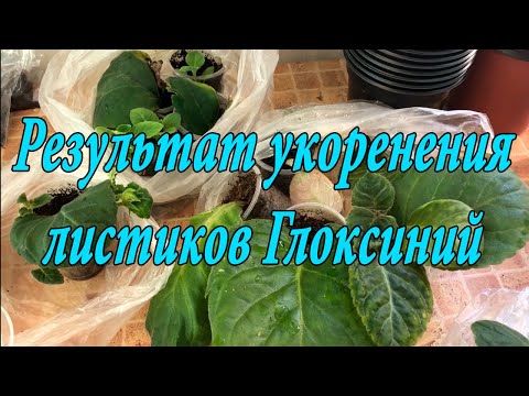 Видео: Результаты осеннего укоренения листиков Глоксиний