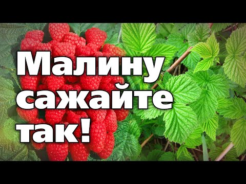 Видео: ОСЕННЯЯ ПОСАДКА МАЛИНЫ. УРОЖАИ ВАС ПОРАДУЮТ