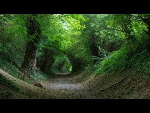 Видео: 5 августа. Находки вдоль старого оврага.