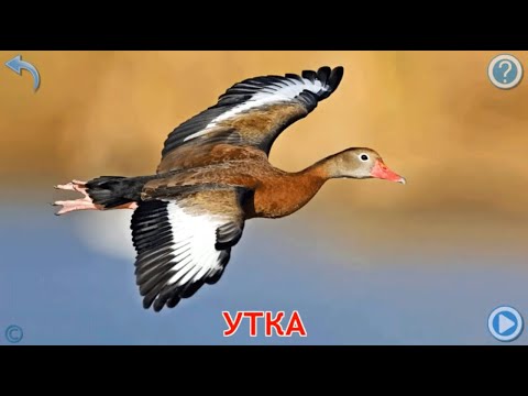 Видео: Учим названия птиц.