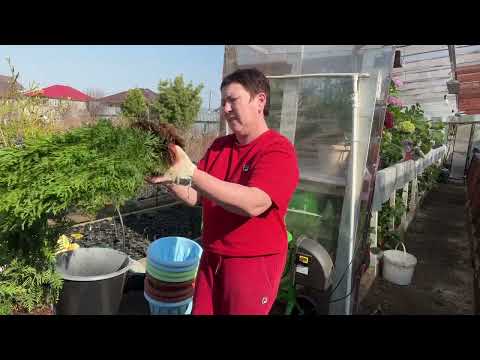 Видео: Выращивание туи в контейнерах. Грунт, перевалка. Сибирь.