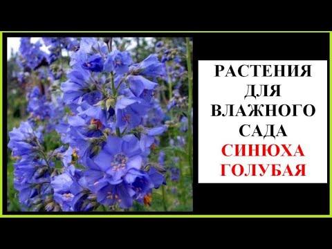 Видео: Синюха голубая - растение для влажного сада