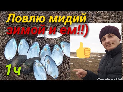 Видео: Ловлю речных мидий и готовлю.