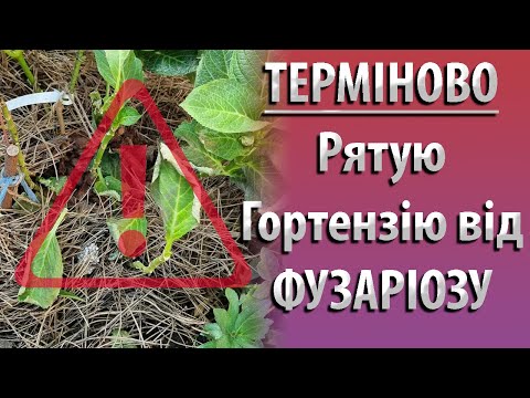 Видео: СРОЧНО Спасаю Широколисную Гортензию в Горшке. Лечение Фузариоза Гортензии