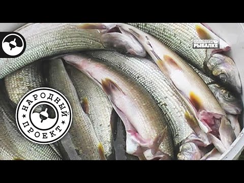 Видео: За хариусом на Вишеру | Народный проект
