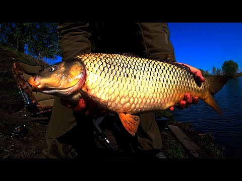 Видео: НА ЧТО КЛЮЕТ КАРП РАННЕЙ ВЕСНОЙ?  КЛЮНУЛ КАРП 5кг!