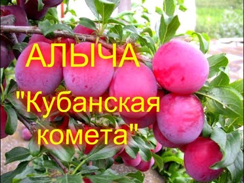 Видео: ОБЗОР//АЛЫЧА "КУБАНСКАЯ КОМЕТА"//МОЯ ЛЮБИМАЯ УСАДЬБА