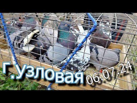 Видео: Ярмарка голубей г.Узловая 06.07.24