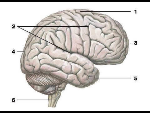 Видео: 4. Головной мозг