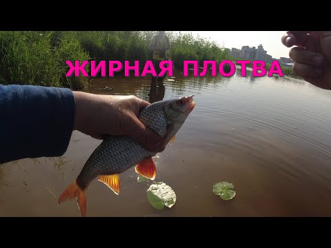 Видео: #426 #мормышинг | ГУСТЕРА, ПОДЛЕЩИКИ, ПЛОТВА |
