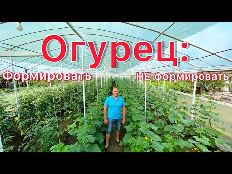 Видео: Огурец в теплице: формировать или нет, выбор за Вами