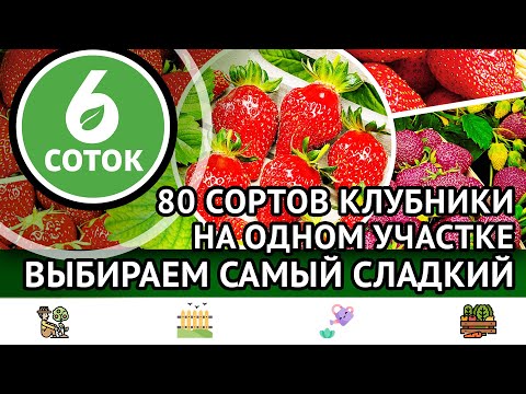 Видео: 80 сортов клубники на одном участке. Выбираем самый сладкий. 6 соток 05.06.2023