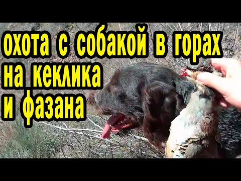 Видео: ОХОТНИЧЬЯ СОБАКА ОТРАБАТЫВАЕТ КЕКЛИКА И ФАЗАНА. ОХОТА В ГОРАХ #охота #казахстан
