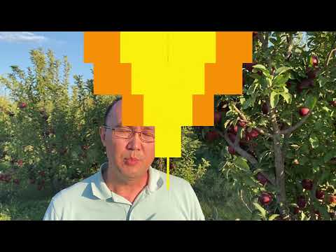 Видео: Бактериальный ожог – что делать, если дерево "сгорает"?