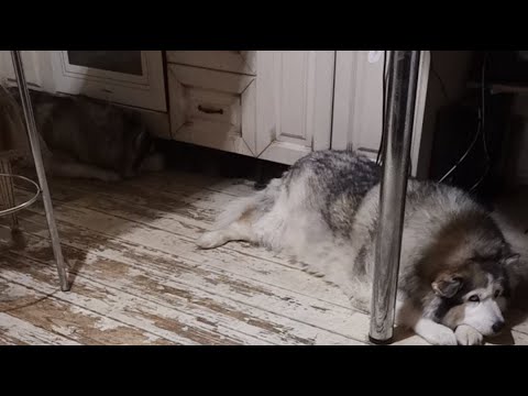 Видео: 10 #хаски будут есть