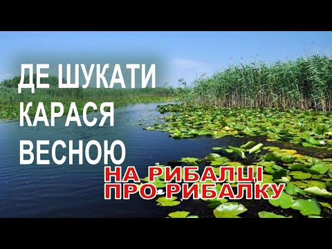 Видео: Де шукати карася весною. Ловим карася пікером.
