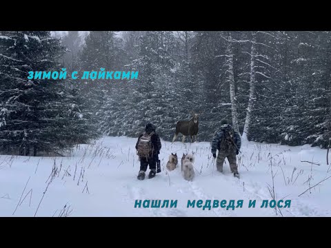 Видео: Быстрая охота зимой с лайками у таежной деревни, медведь и лось