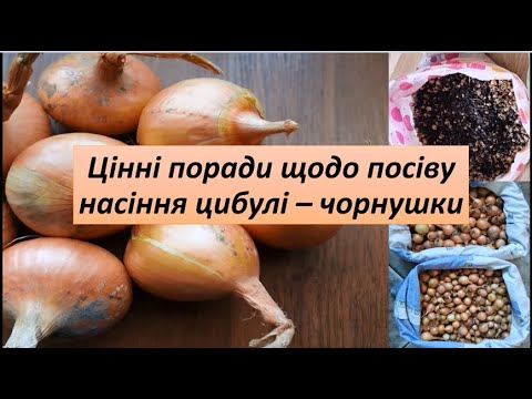 Видео: Цінні поради щодо посіву насіння цибулі - чорнушки. Хороший урожай цибулі без витрат на насіння