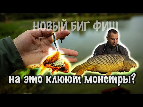 Видео: Новые рекорды на рыбалке.Одна из  Топ 5 рыб водоема. Рыбалка на платнике. #рыбалка #русскаярыбалка