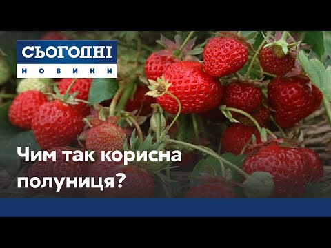 Видео: Цілющі ягоди: яку користь несе та від чого лікує полуниця?