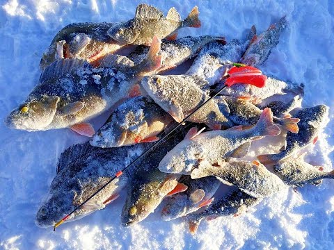 Видео: САМАЯ УЛОВИСТАЯ СНАСТЬ НА ОКУНЯ! Секретная проводка на ОКУНЯ
