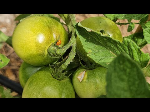 Видео: Странный год для выращивания овощей/Удивитесь,как изменился огород.Немножко покухарим,а как же!